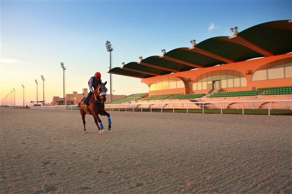 Al Ain Equestrian, Shooting & Golf Club (2/24/2023)