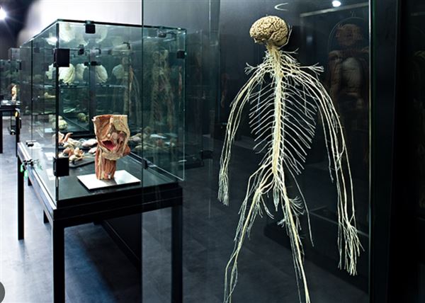 Body Museum - Khalifa University (4/20/2023)
