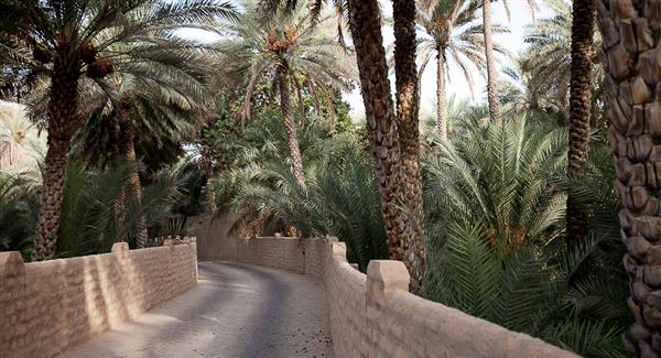Al Ain Oasis (1/1/2022)