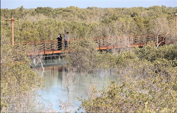 Jubail Mangrove Park (6/16/2021)