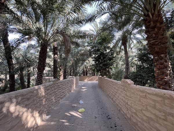 Al Qattara Oasis (9/22/2022)