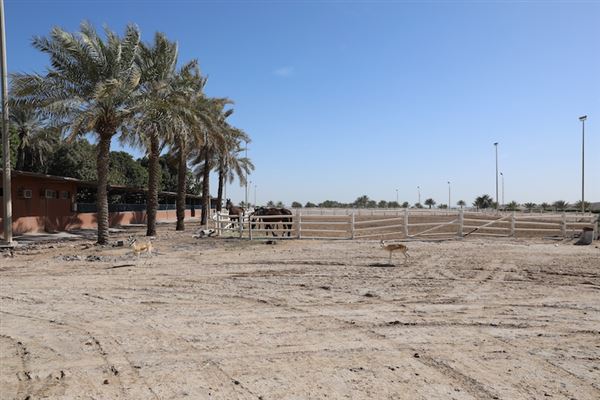 Samaliyah Island (3/8/2023)