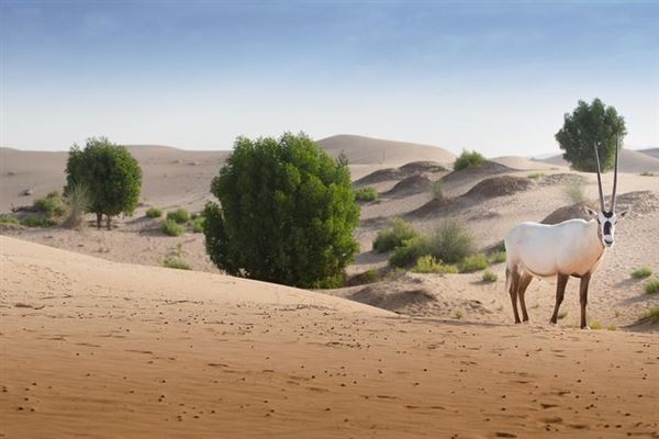 Telal Resort Al Ain (1/28/2020)