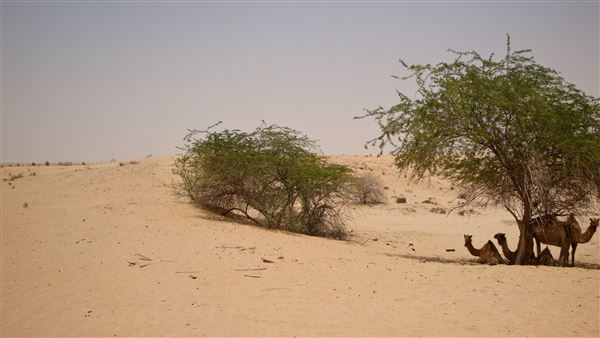 Al Faya Desert Road (1/1/2022)