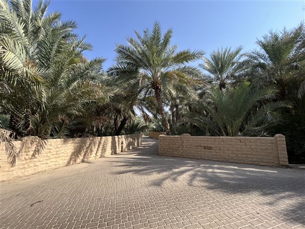 Al Qattara Oasis (9/22/2022)