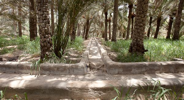 Al Ain Oasis (1/1/2022)