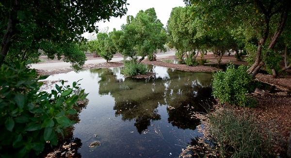 Al Ain Oasis (1/1/2022)