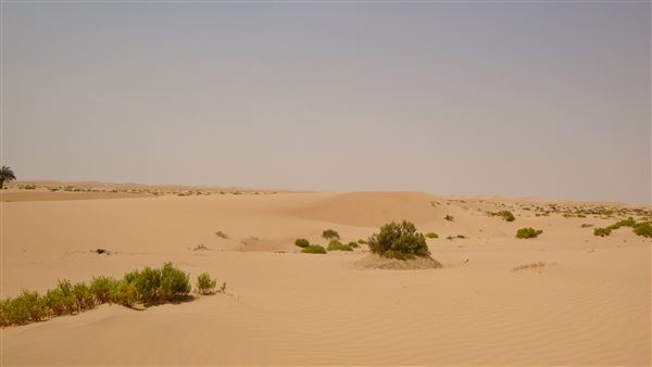Al Faya Desert Road (1/1/2022)
