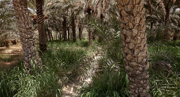 Al Ain Oasis (1/1/2022)