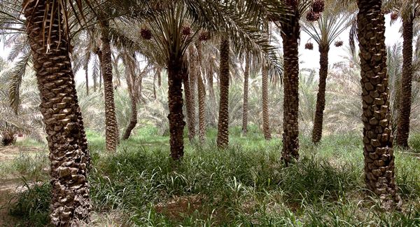 Al Ain Oasis (1/1/2022)