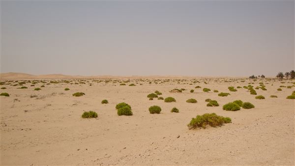 Al Faya Desert Road (1/1/2022)