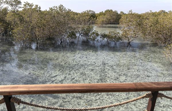 Jubail Mangrove Park (6/16/2021)